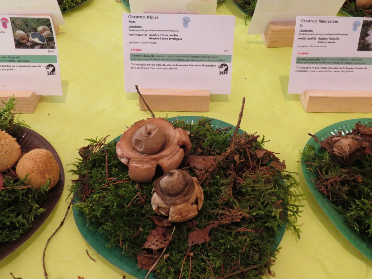 Geastrum triplex 7505